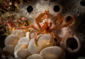 Orangutan crab.. always on Bubble coral. by Steven Miller 